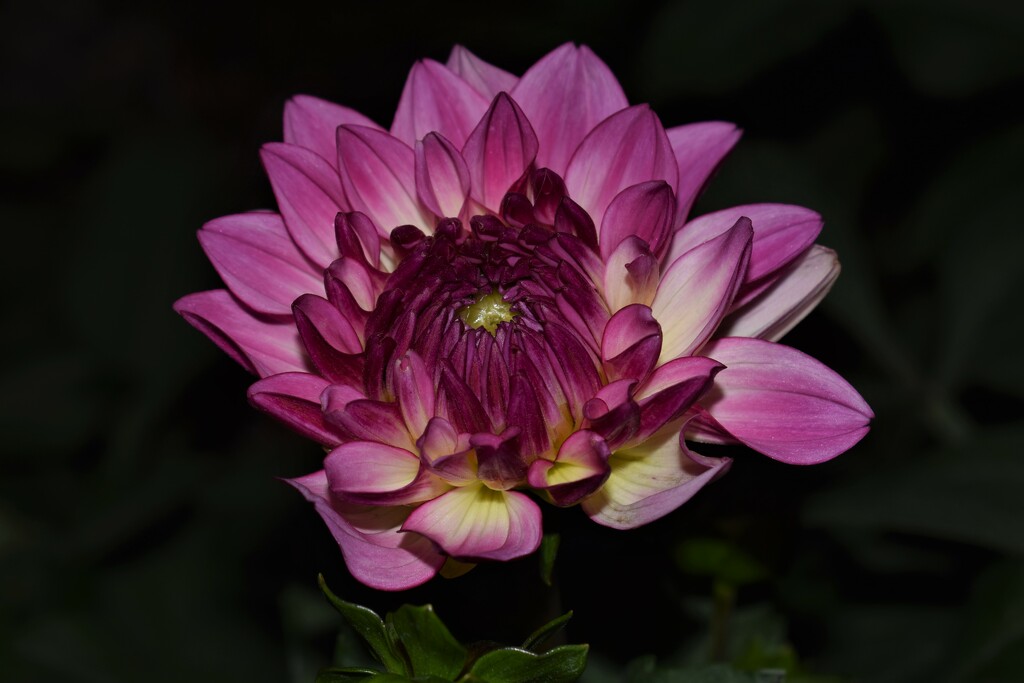 Dahlia opening. by sandlily