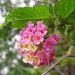 Lantana - colourful by loey5150