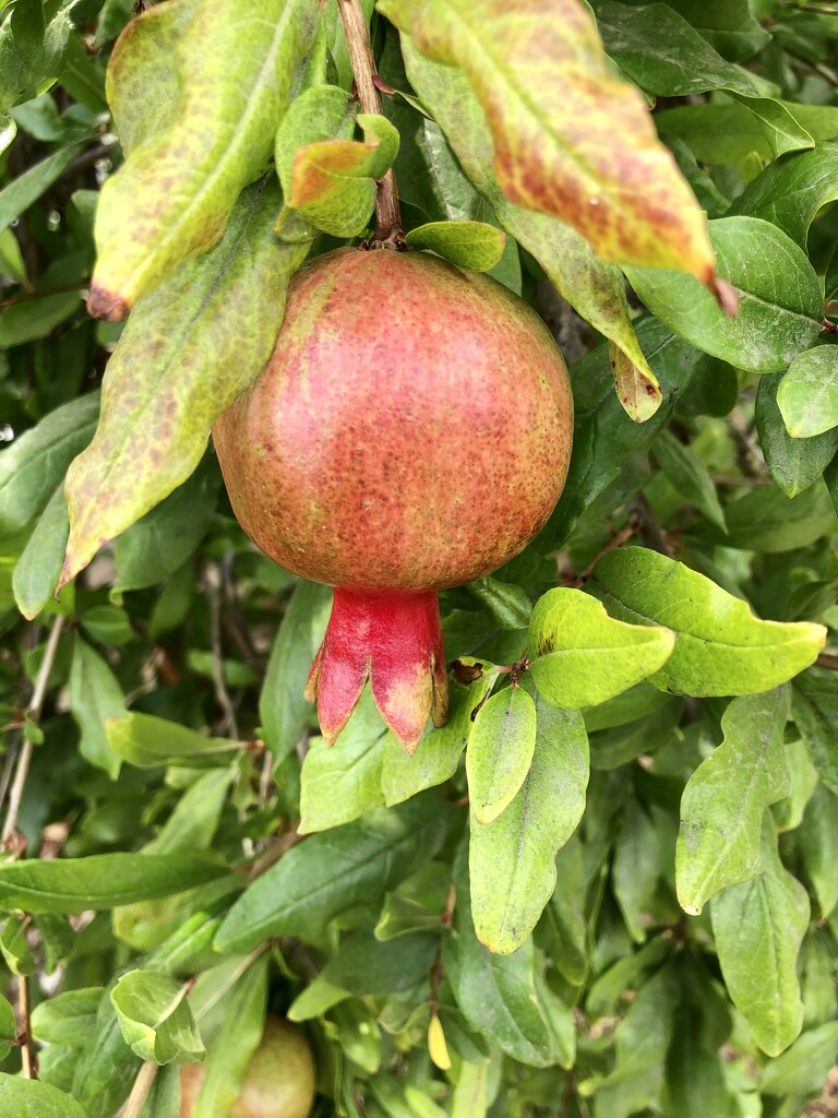 Pomegranate  by loweygrace