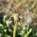 Dandelion seed head by shookchung