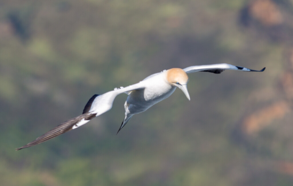 Gannet coming in to land by creative_shots