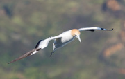 17th Jul 2021 - Gannet coming in to land