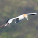 Gannet coming in to land by creative_shots
