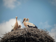 25th Jul 2021 - In the stork's nest 