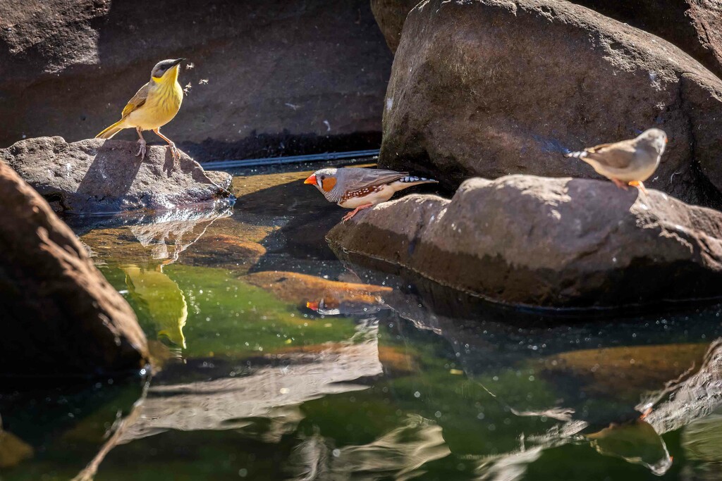 Birds at a water hole by pusspup