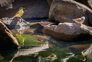 13th Jul 2021 - Birds at a water hole