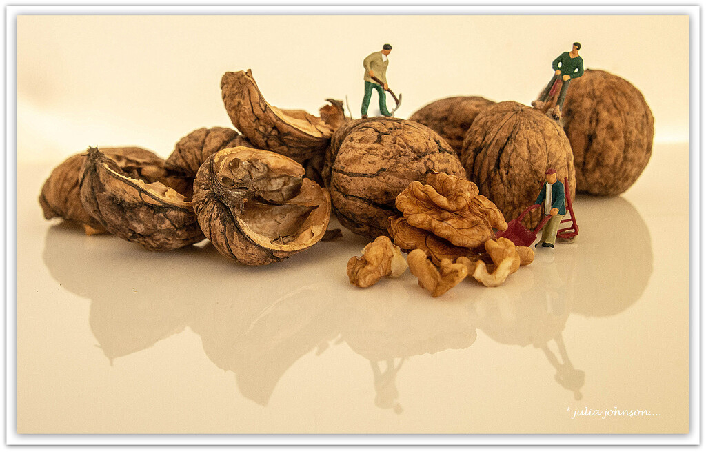 Walnut Harvest.. by julzmaioro