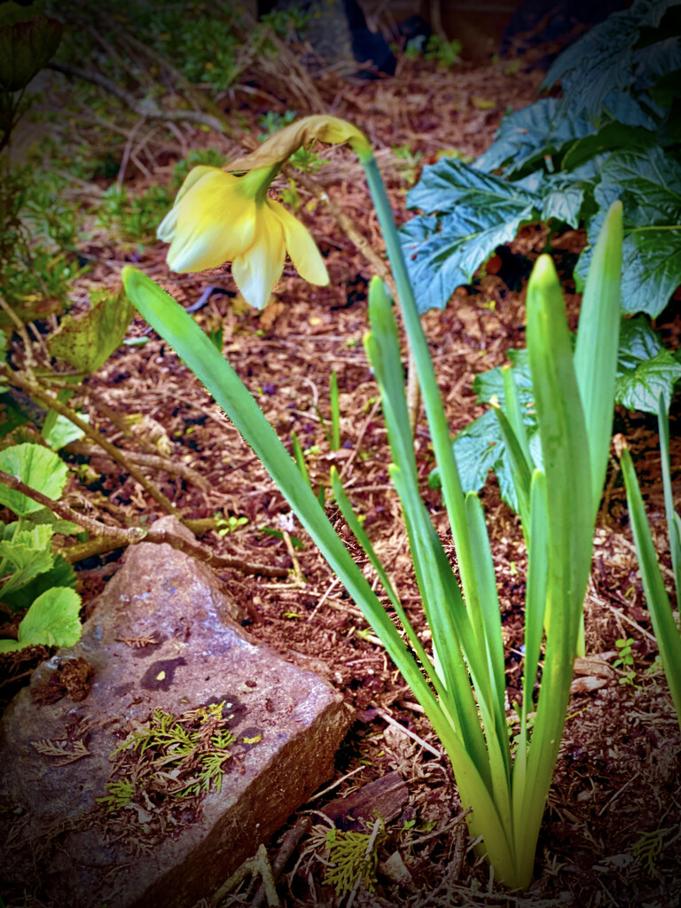 Our first daffodil by maggiemae
