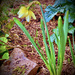Our first daffodil by maggiemae