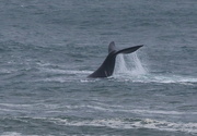 26th Jul 2021 - I have a whale of a tale to tell :)