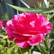 23rd Jul 2021 - Rose on my Terrace