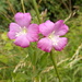 Summer..Willowherb by 365projectorgjoworboys