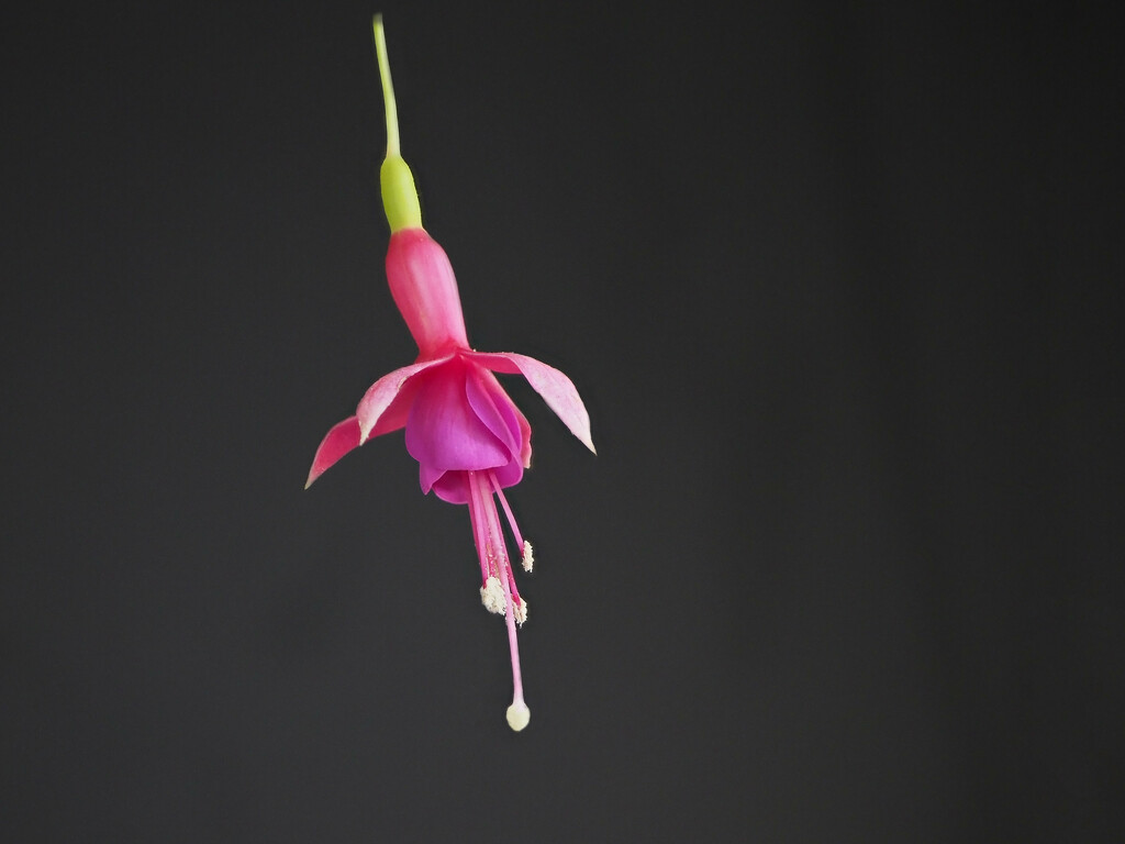 Fuchsia from front hedge by jon_lip