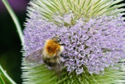 26th Jul 2021 - BEE AND TEASEL