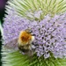 BEE AND TEASEL by markp