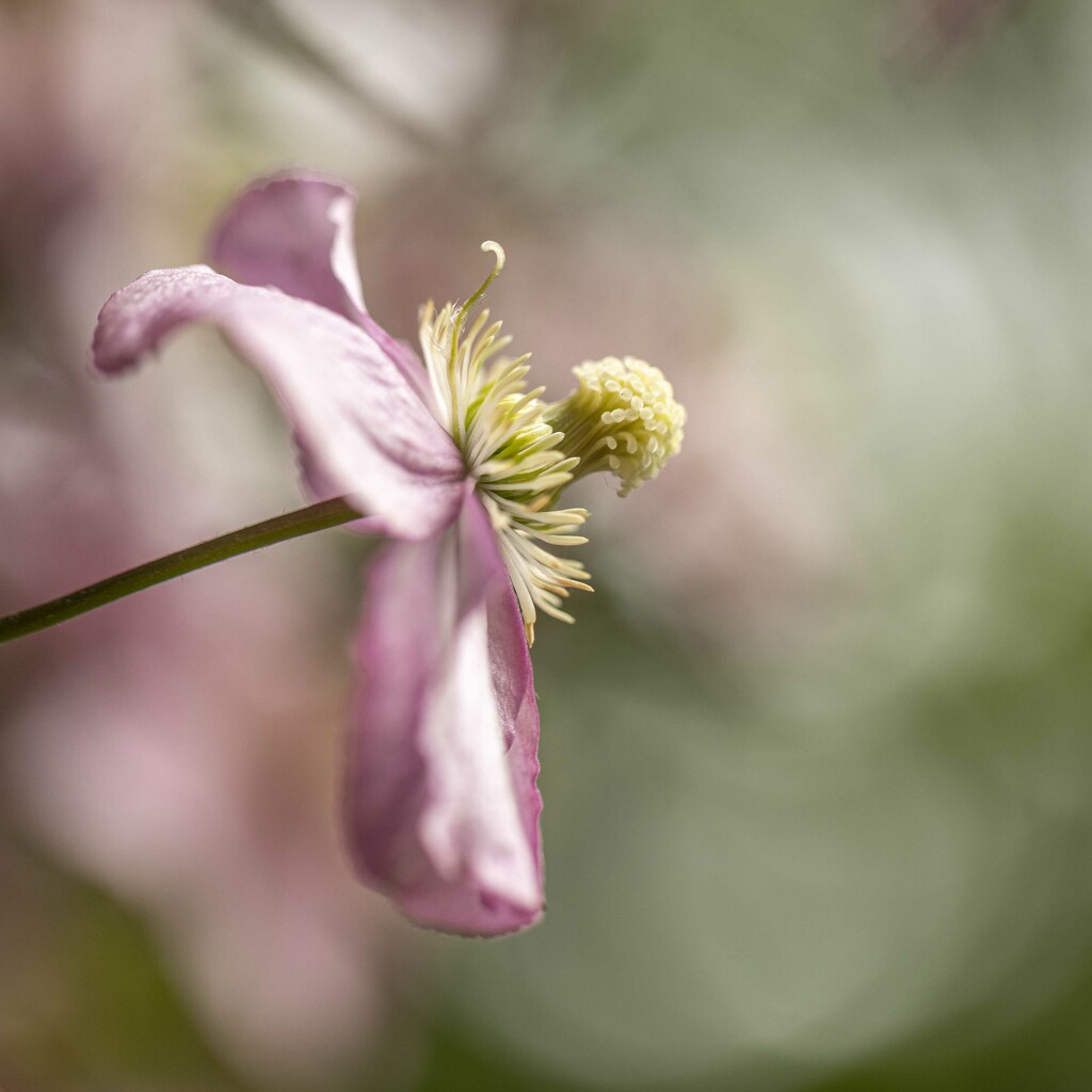 Clematis by shepherdmanswife
