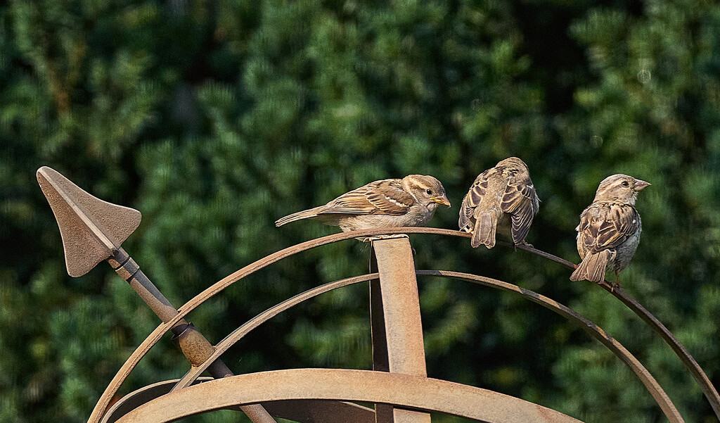 Sparrow Convention?  by gardencat