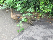 26th Jul 2021 - Duck and Ducklings