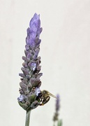 26th Jul 2021 - Bee on a lavender bloom 