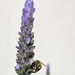 Bee on a lavender bloom  by salza