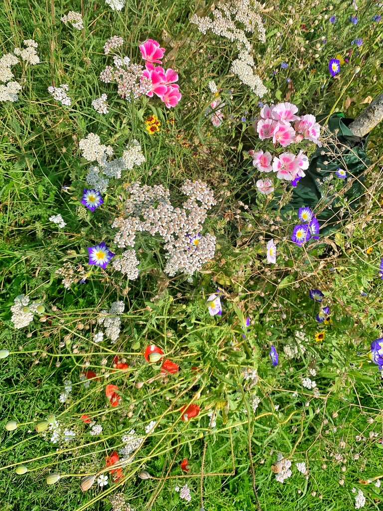 Wild flowers.  by cocobella