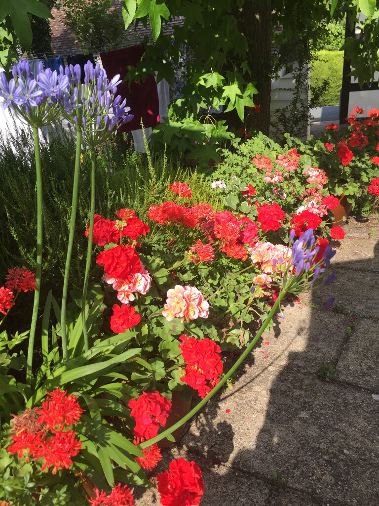 Geraniums with agapanthus - looking hot! by snowy