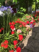 26th Jul 2021 - Geraniums with agapanthus - looking hot!