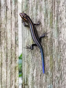 26th Jul 2021 - Three-Lined Skink: Top View