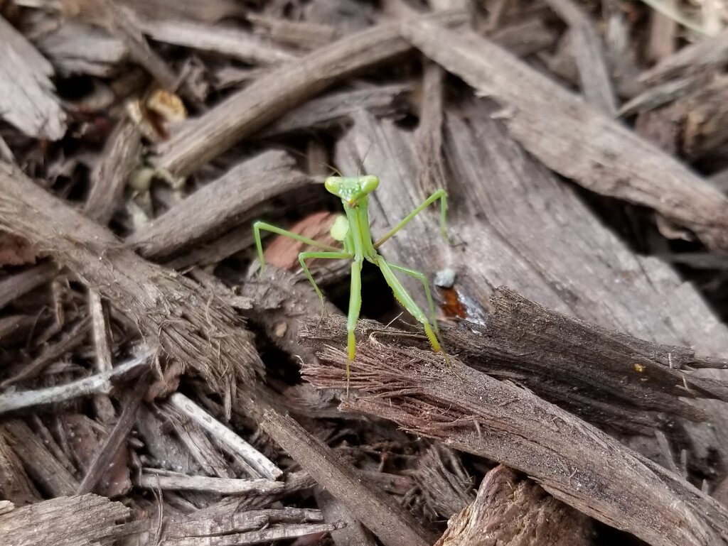 Mantis in the Mulch by timerskine