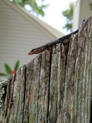 26th Jul 2021 - Three-Lined Skink: Side View
