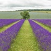 Lavender rows by shepherdmanswife