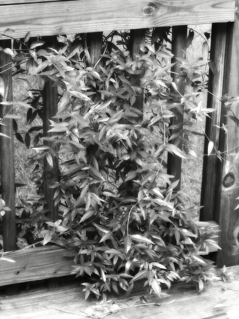 New leaves on the wild jasmine... by marlboromaam