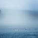 Out of the Mist, Tofino Harbour by cdcook48