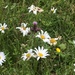 Wild flowers by jab