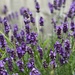 Lavender by cafict