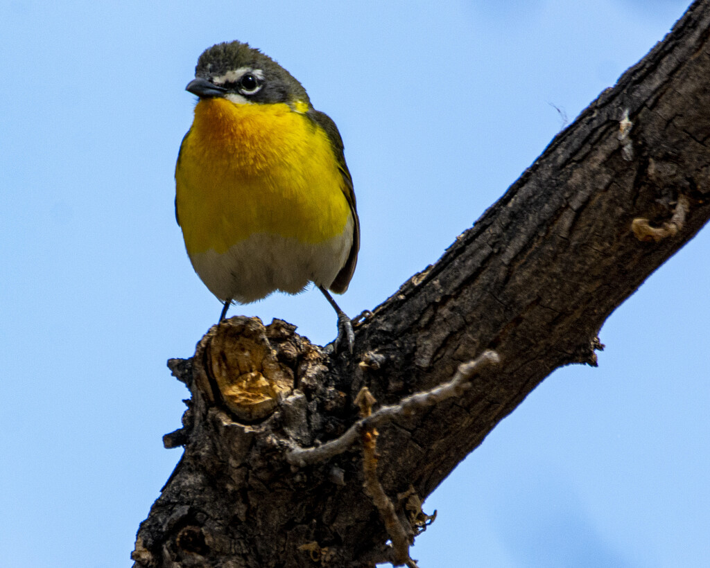 Yellow-Breasted Chat by cwbill