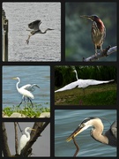 26th Jul 2021 - herons&egrets