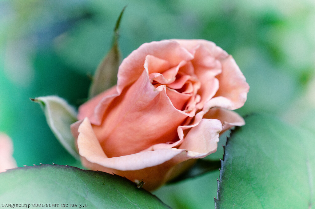 A Rose by byrdlip
