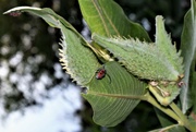 26th Jul 2021 - Red Milkweed Beetle 