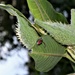 Red Milkweed Beetle  by sandlily