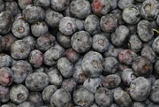 25th Jul 2021 - Blueberries