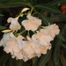 Oleander in the evening Sun by mumswaby
