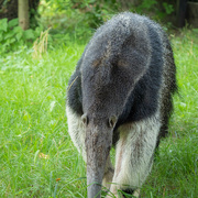 26th Jul 2021 - The giant anteater