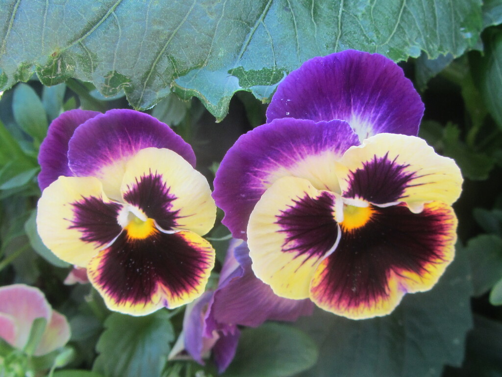 Two pansies by grace55