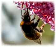 27th Jul 2021 - Bee And Buddleia (uncropped)