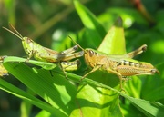 18th Jul 2021 - Double grasshoppers