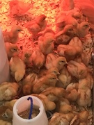 25th Jul 2021 - Chicks Galore at the Tractor Store