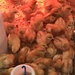 Chicks Galore at the Tractor Store by gratitudeyear