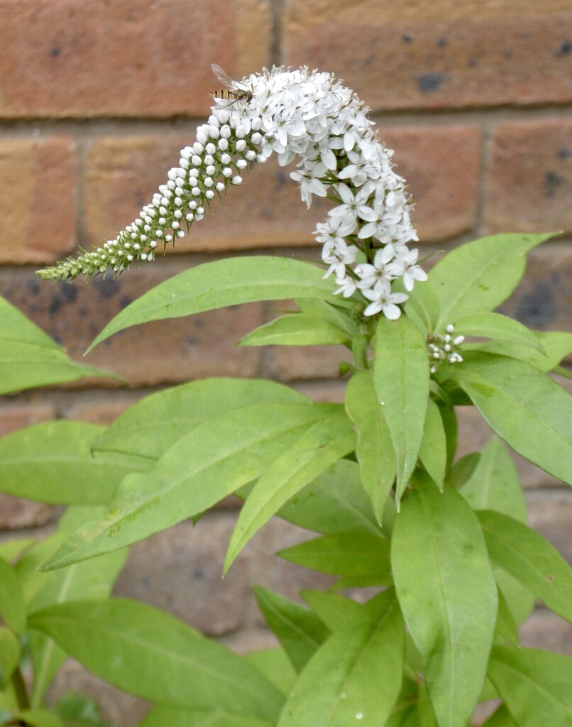 Lysimachia Clethroides by orchid99