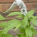 Lysimachia Clethroides by orchid99